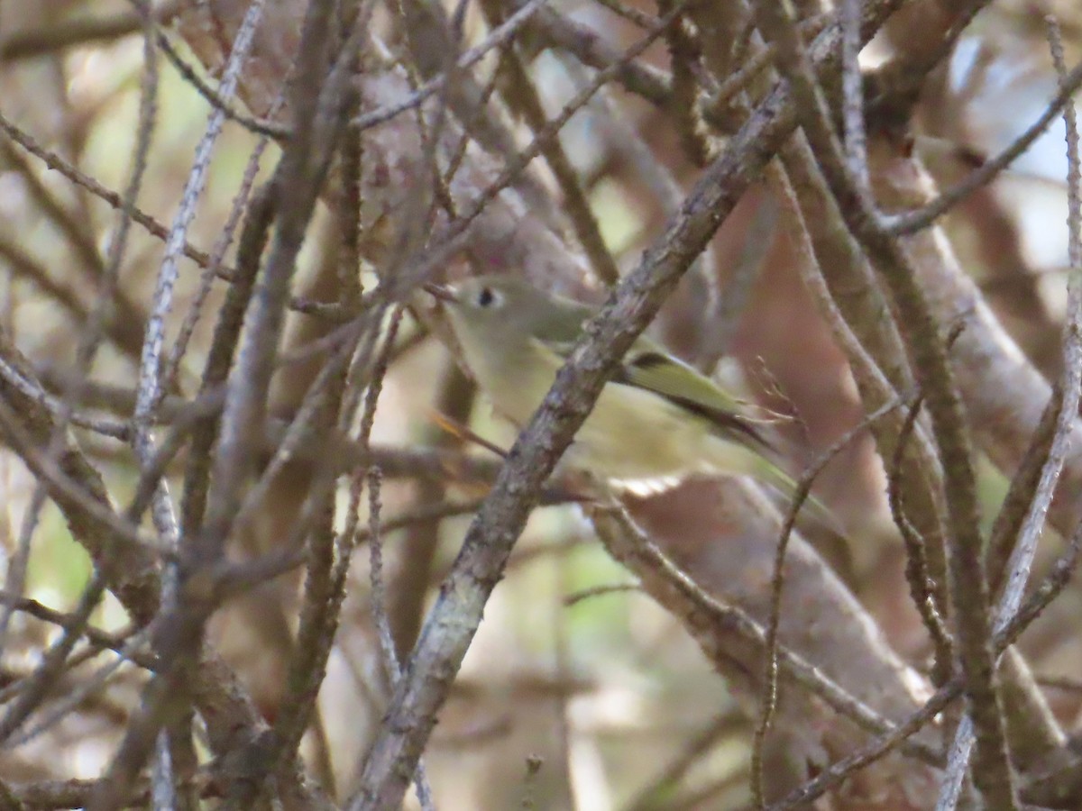 Ruby-crowned Kinglet - ML643789127