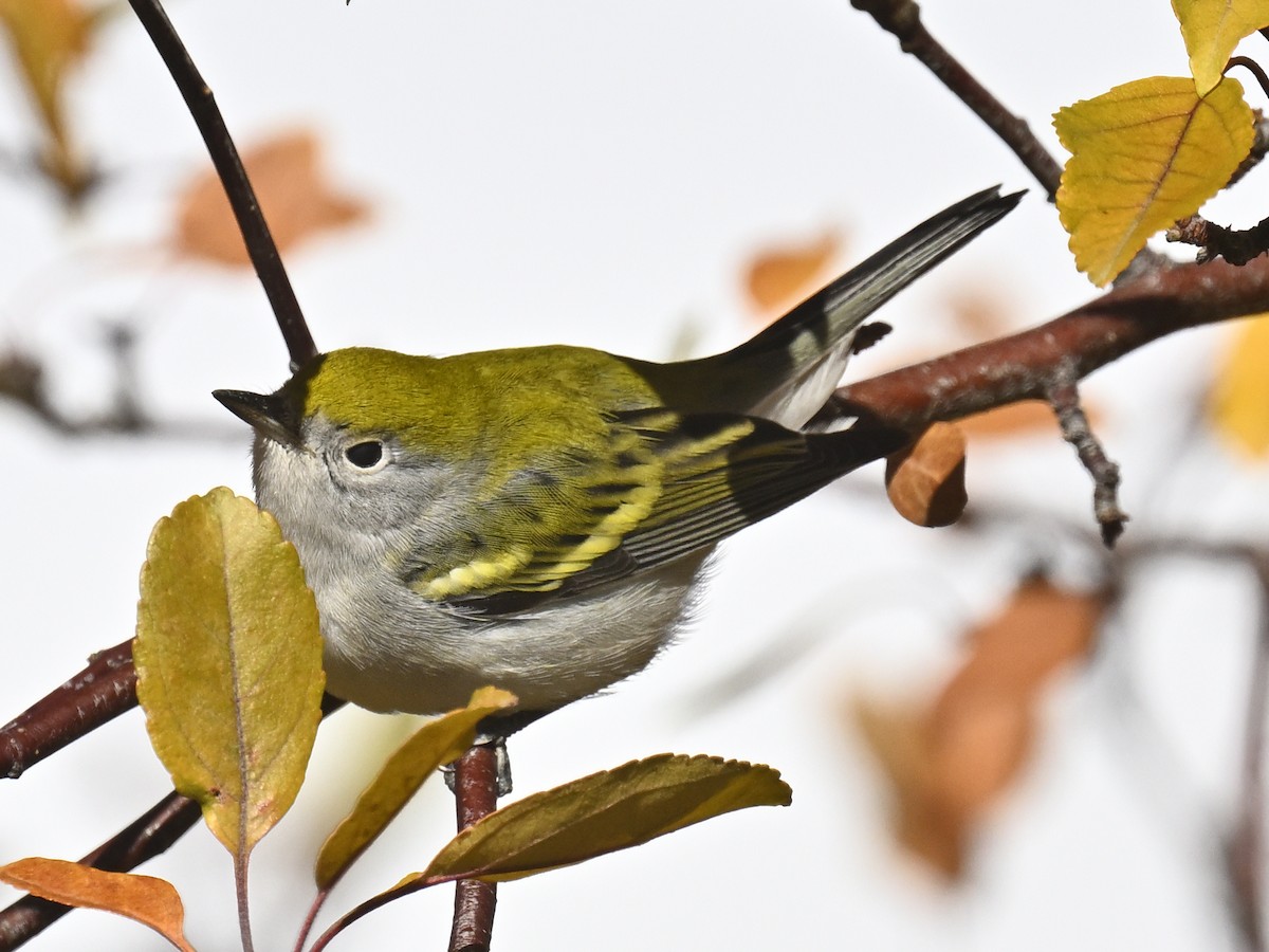 Chestnut-sided Warbler - ML643789131