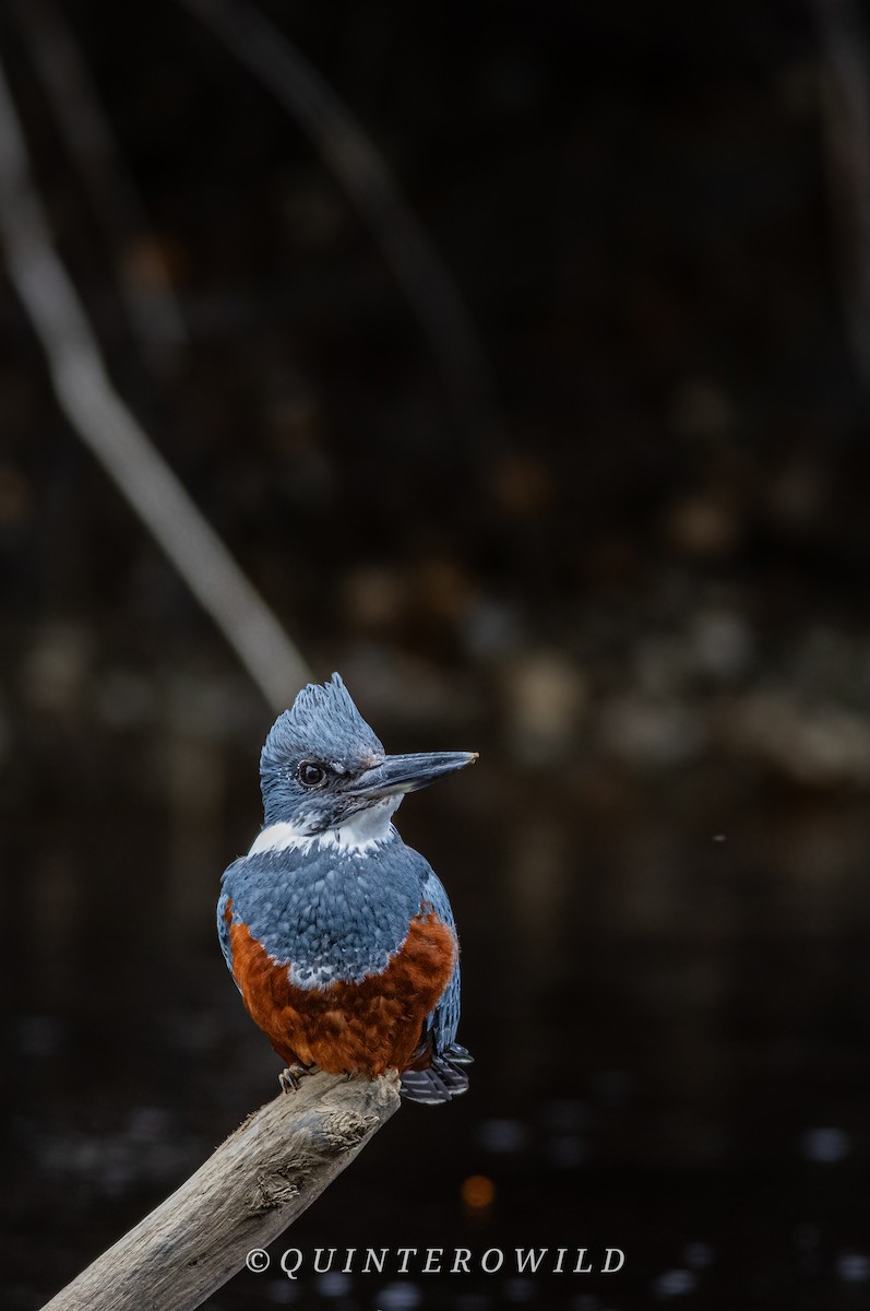 Ringed Kingfisher (Patagonian) - ML643789148