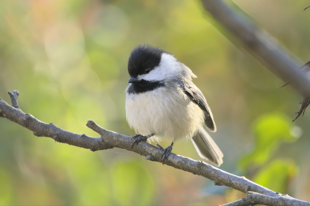 Black-capped Chickadee - ML643789155