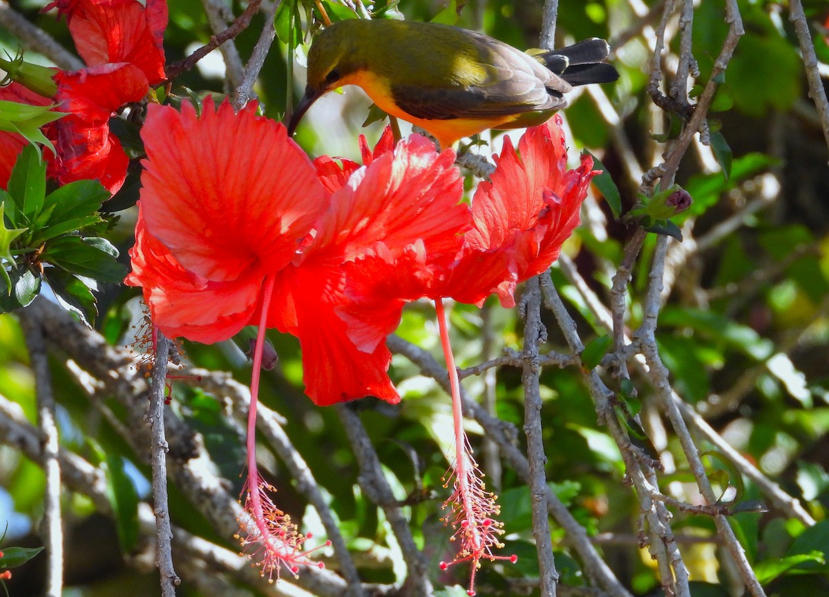 Sahul Sunbird - ML643789156