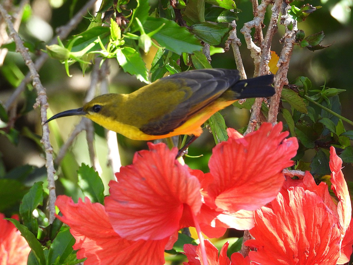 Sahul Sunbird - ML643789158