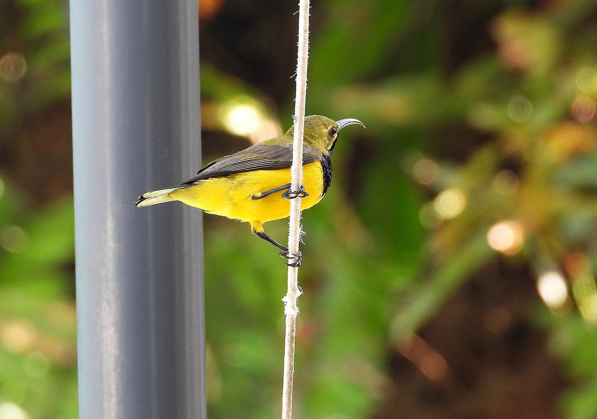 Sahul Sunbird - ML643789162