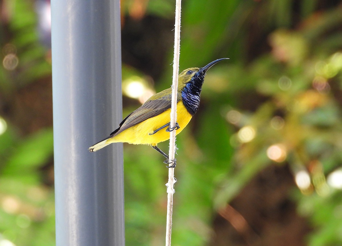 Sahul Sunbird - ML643789164