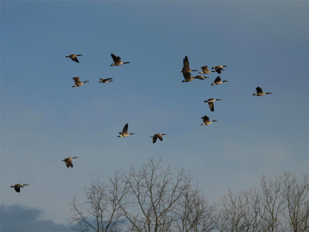 Canada Goose - ML643789166