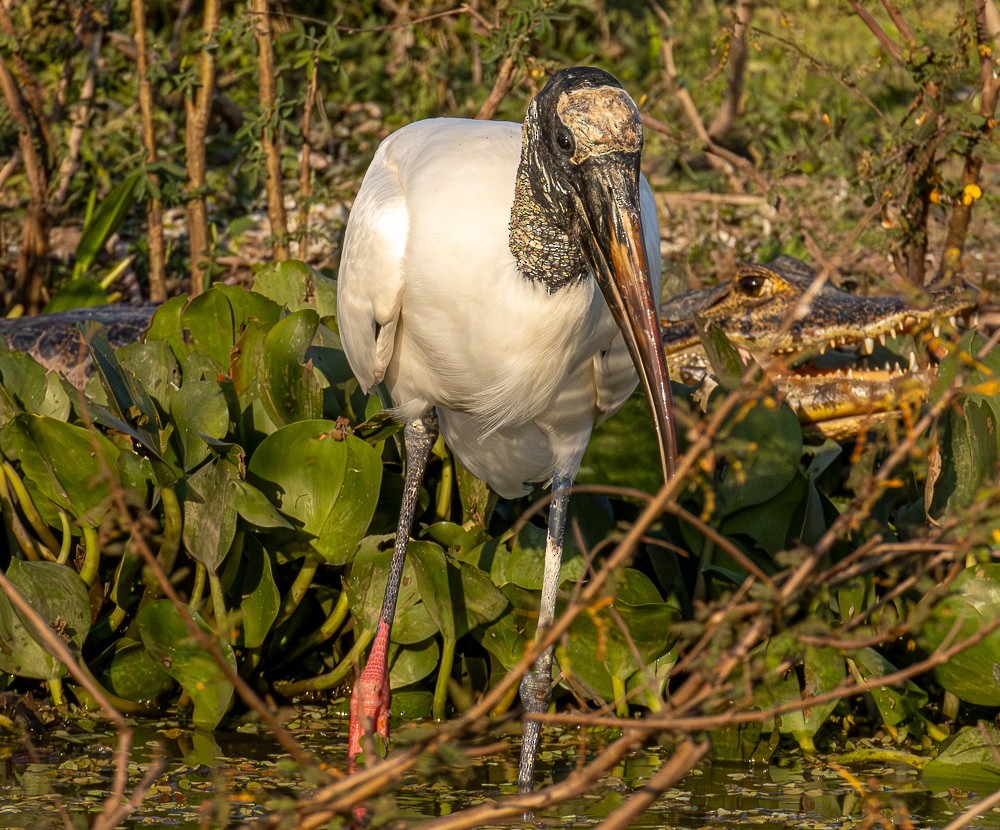 Wood Stork - ML643789167