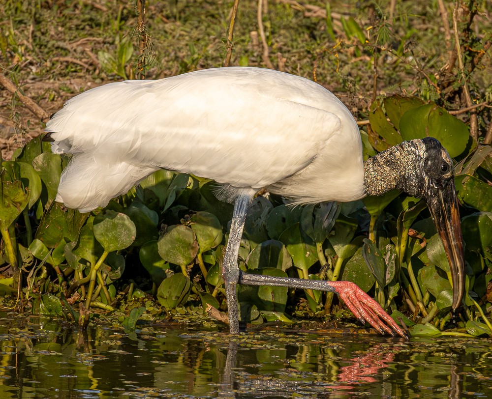 Wood Stork - ML643789168