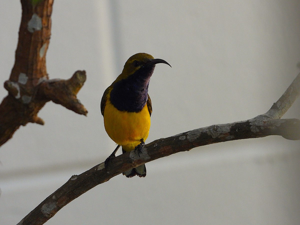 Sahul Sunbird - ML643789169