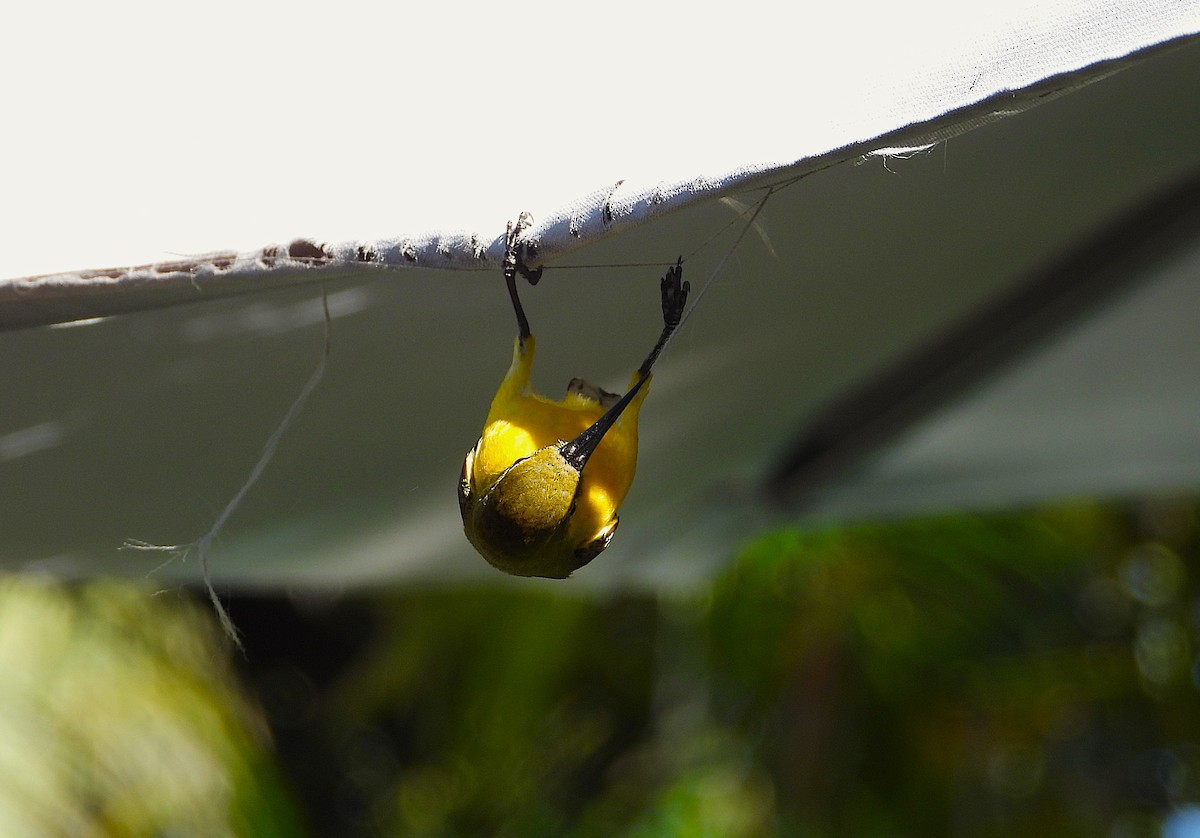 Sahul Sunbird - ML643789172