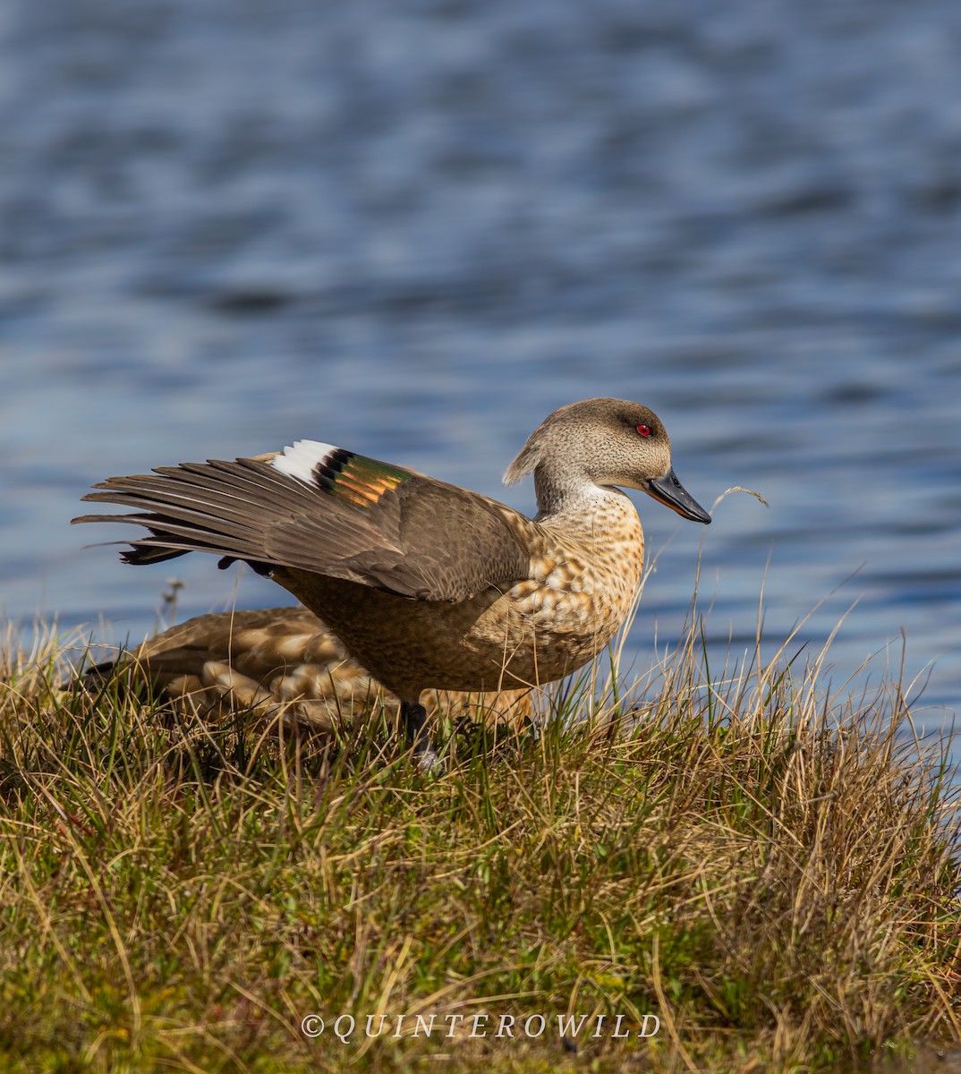 Crested Duck - ML643789174