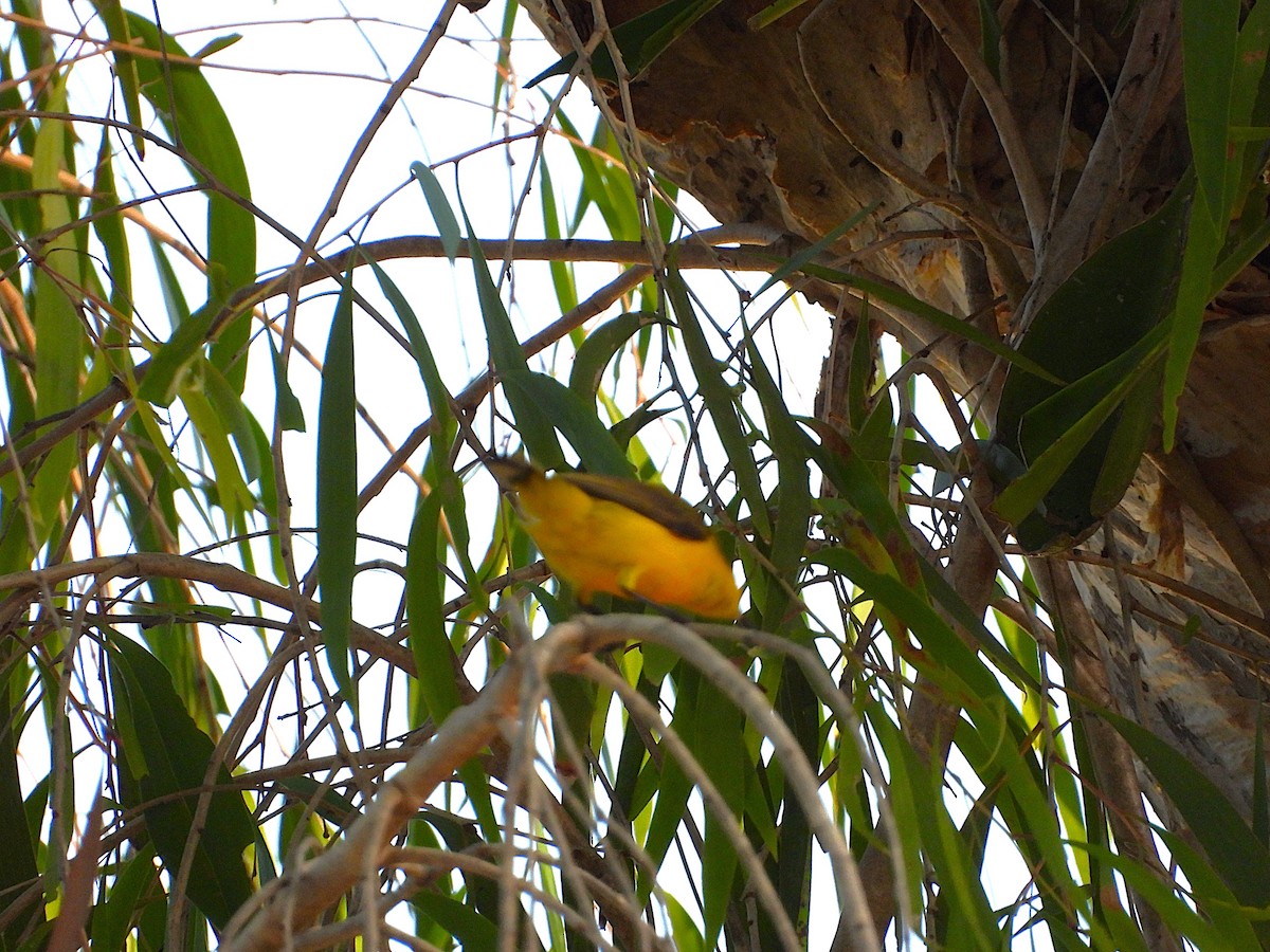 Sahul Sunbird - ML643789178