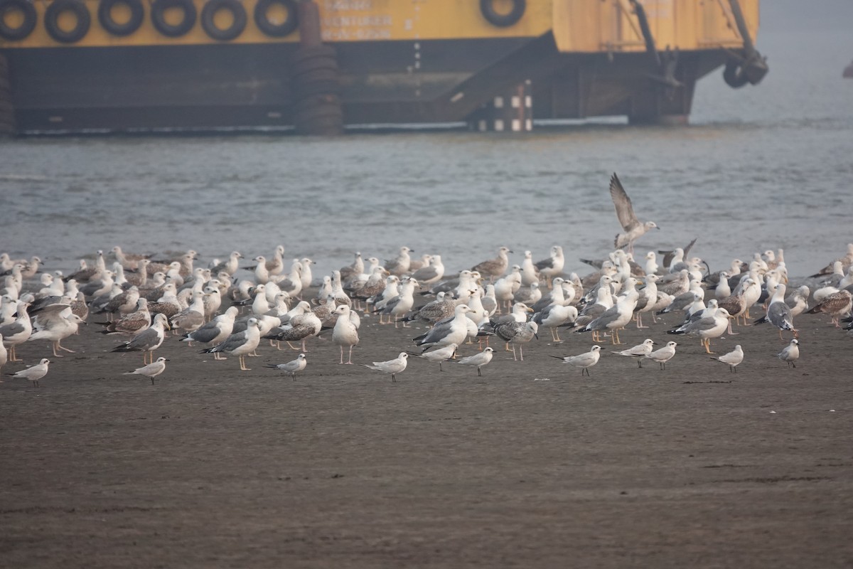 Lesser Black-backed Gull - ML643789180