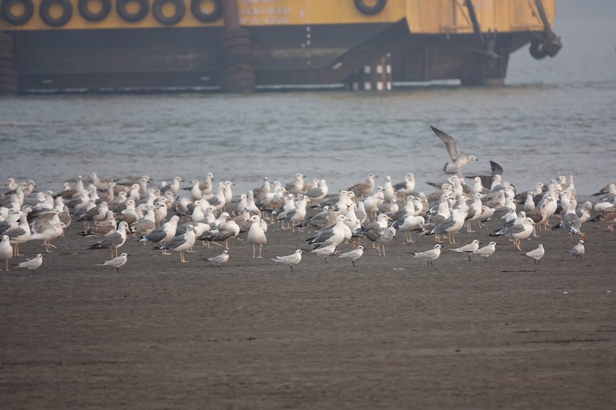 Lesser Black-backed Gull - ML643789181