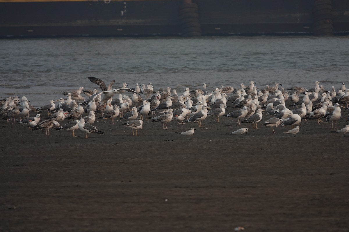 Lesser Black-backed Gull - ML643789182