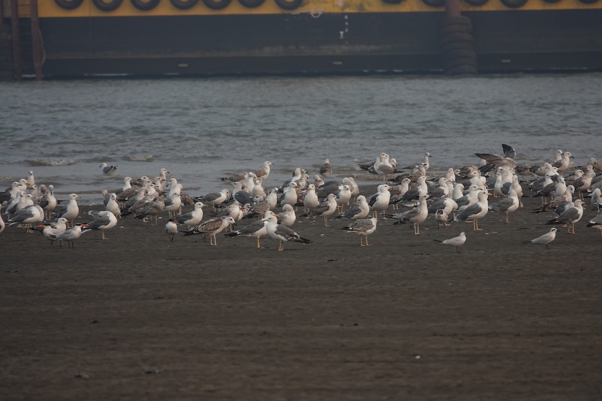 Lesser Black-backed Gull - ML643789183
