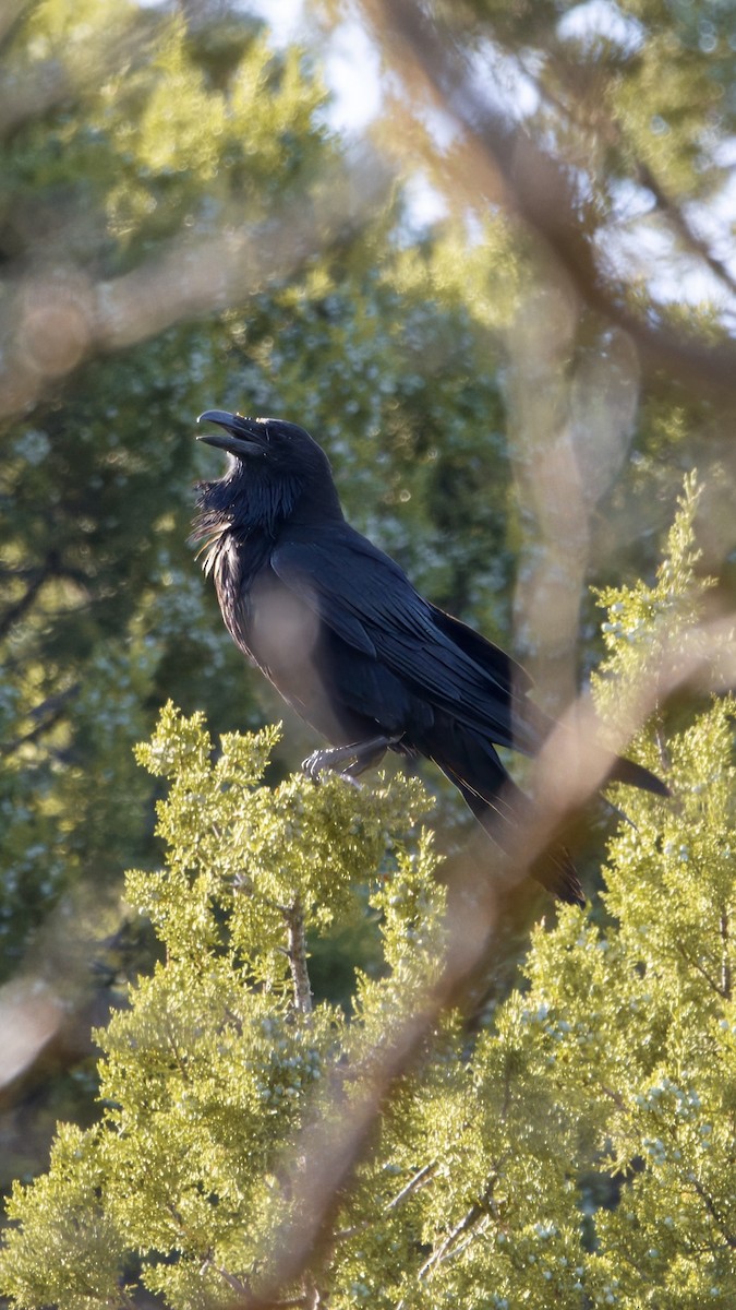 Grand Corbeau - ML643789187
