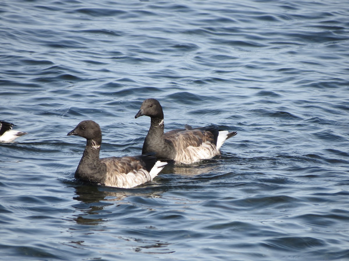 Brant - ML643789192