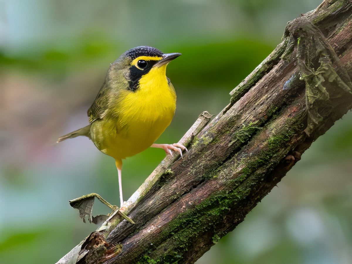 Kentucky Warbler - ML643789193