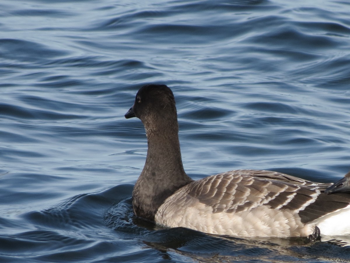 Brant - ML643789198