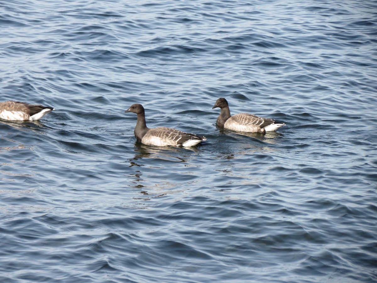 Brant - ML643789203