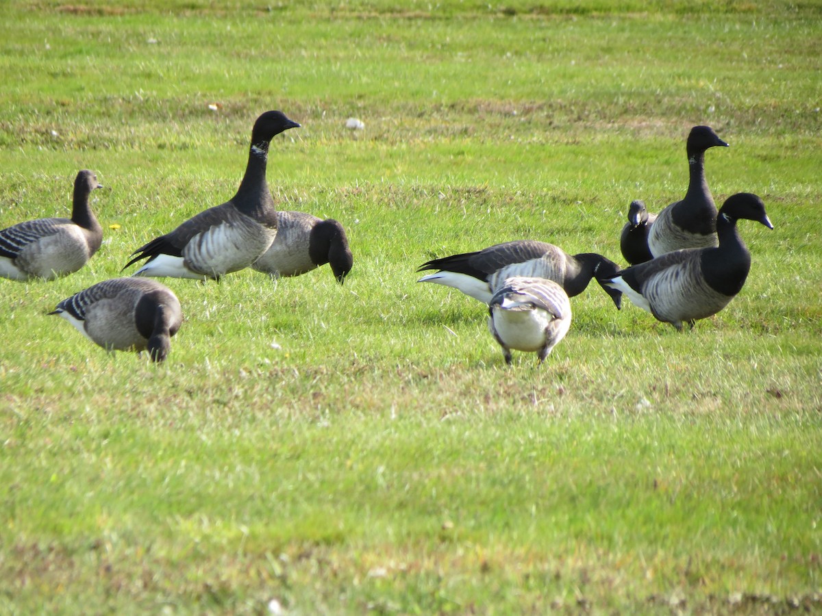 Brant - ML643789205