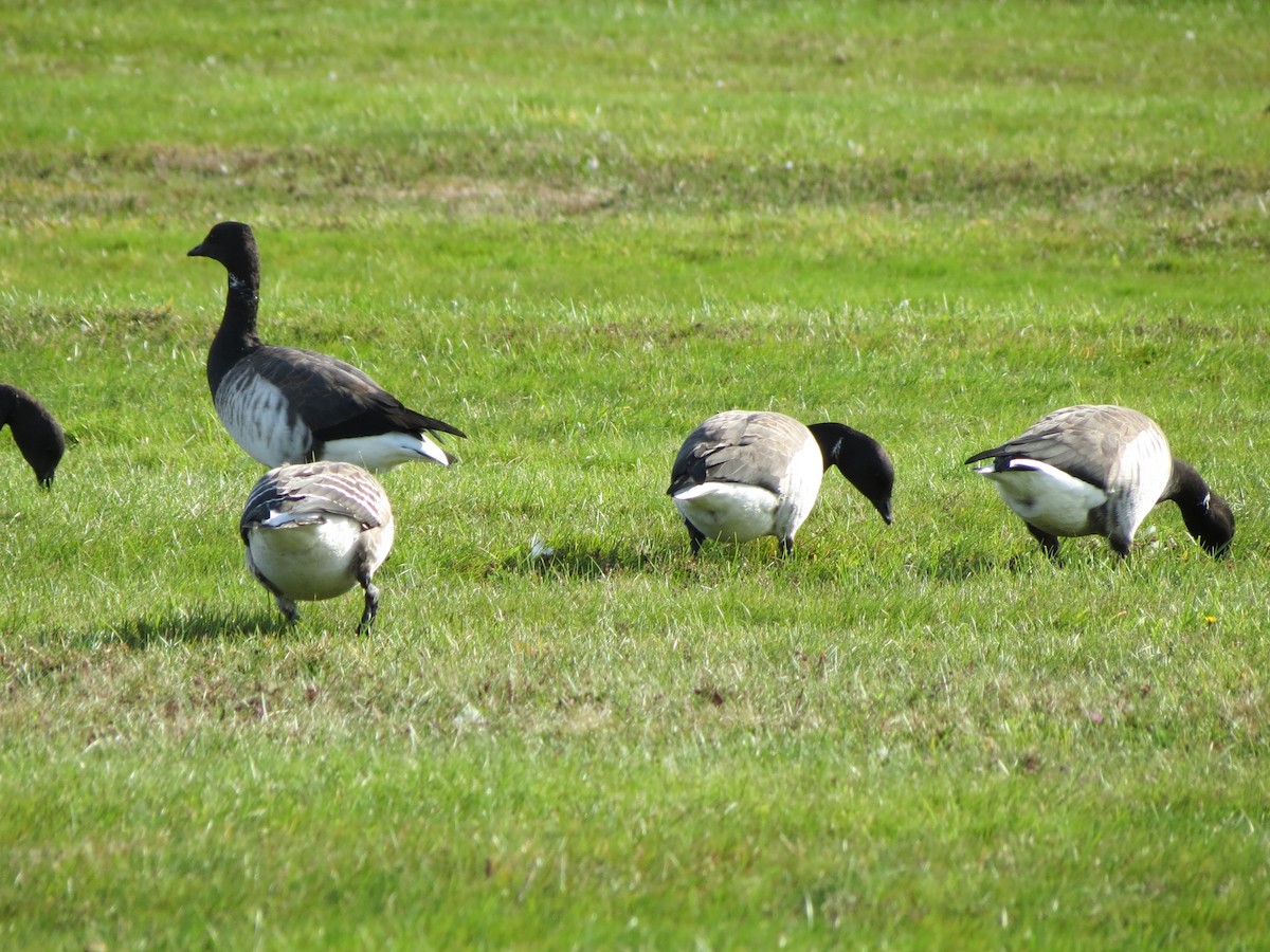 Brant - ML643789206