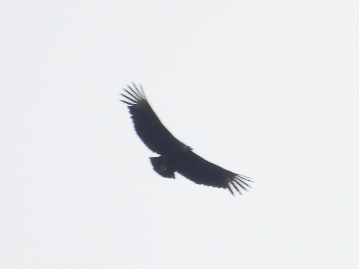 Black Vulture - ML643789217