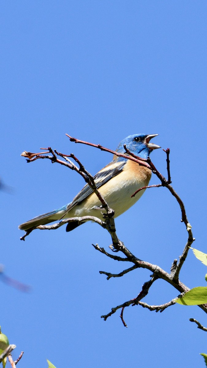 Lazuli Bunting - ML643789219