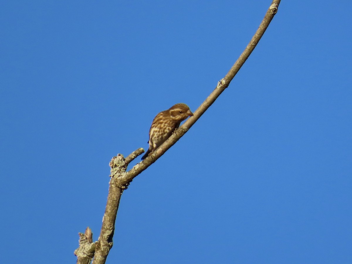 Purple Finch - ML643789221