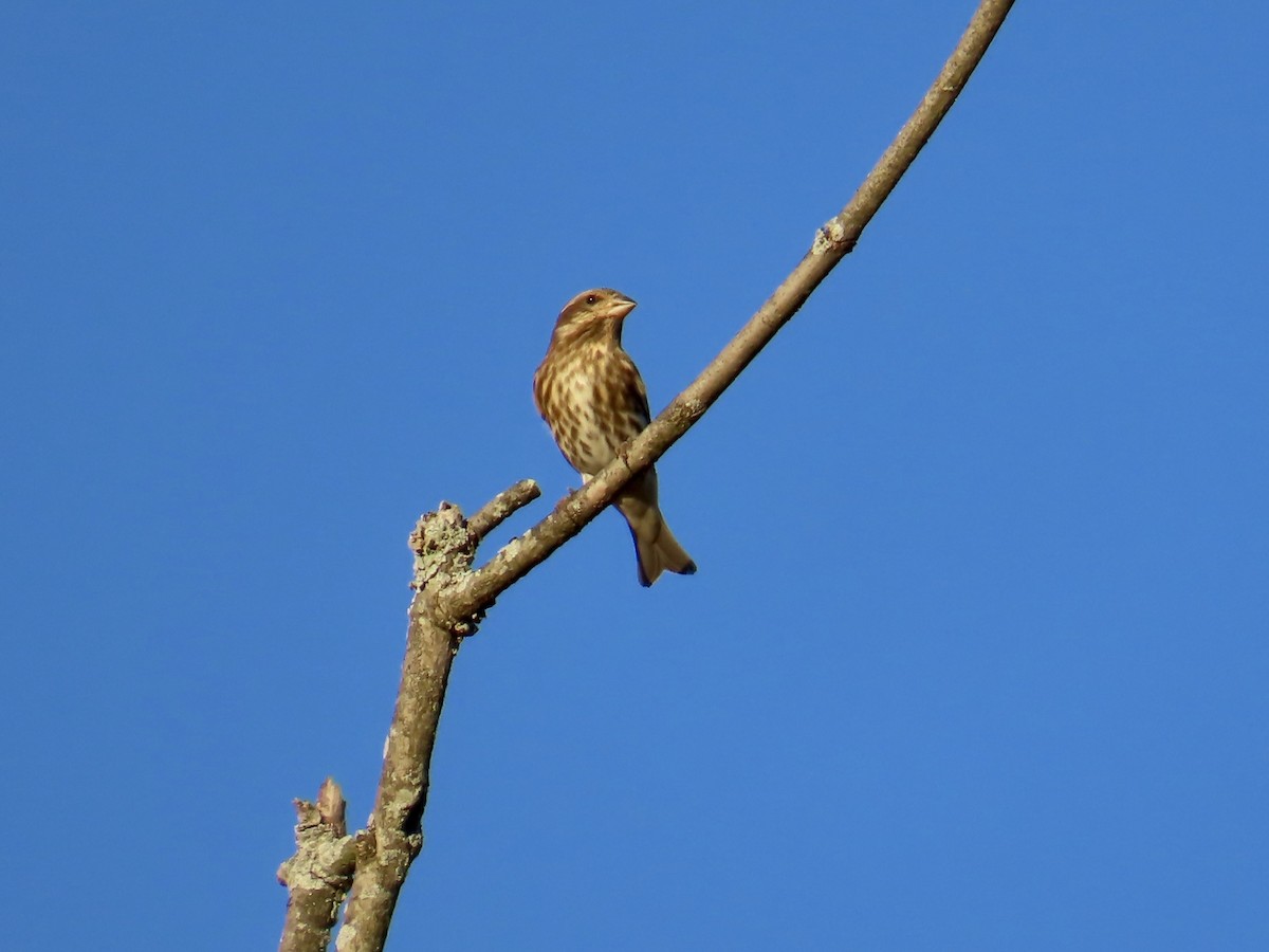 Purple Finch - ML643789222