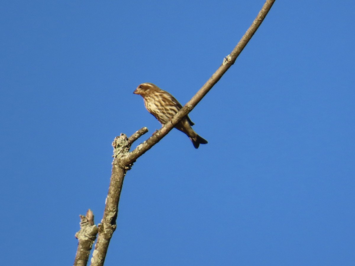 Purple Finch - ML643789223