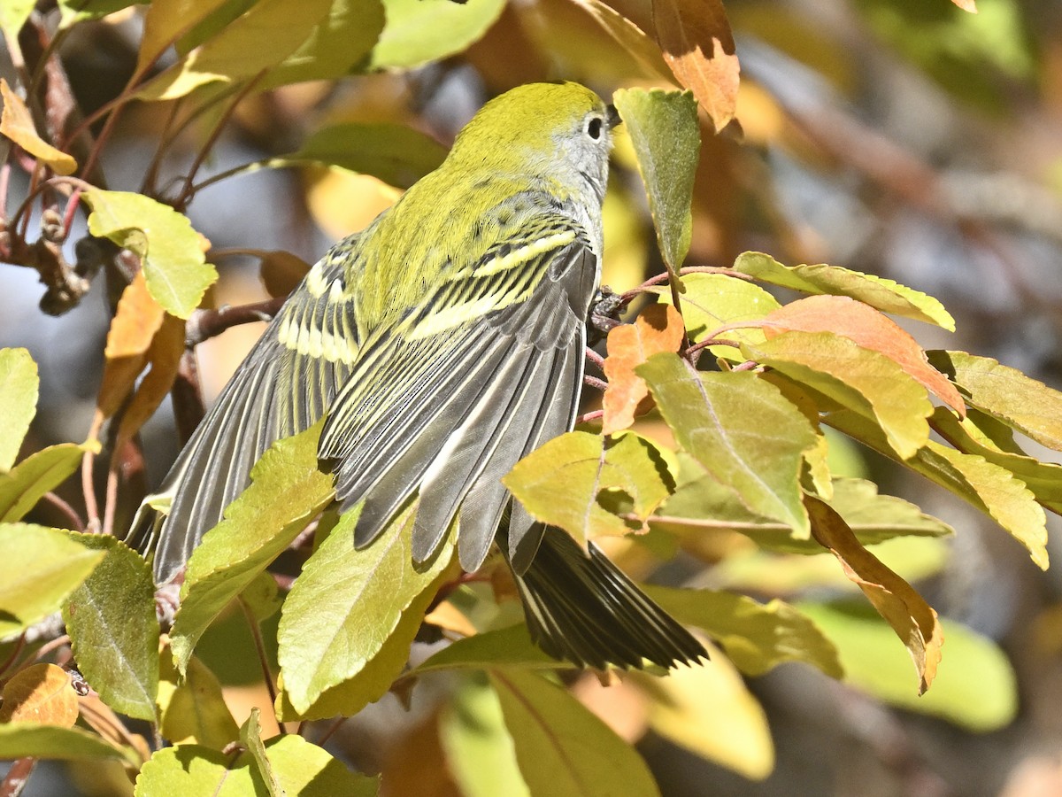 Chestnut-sided Warbler - ML643789232