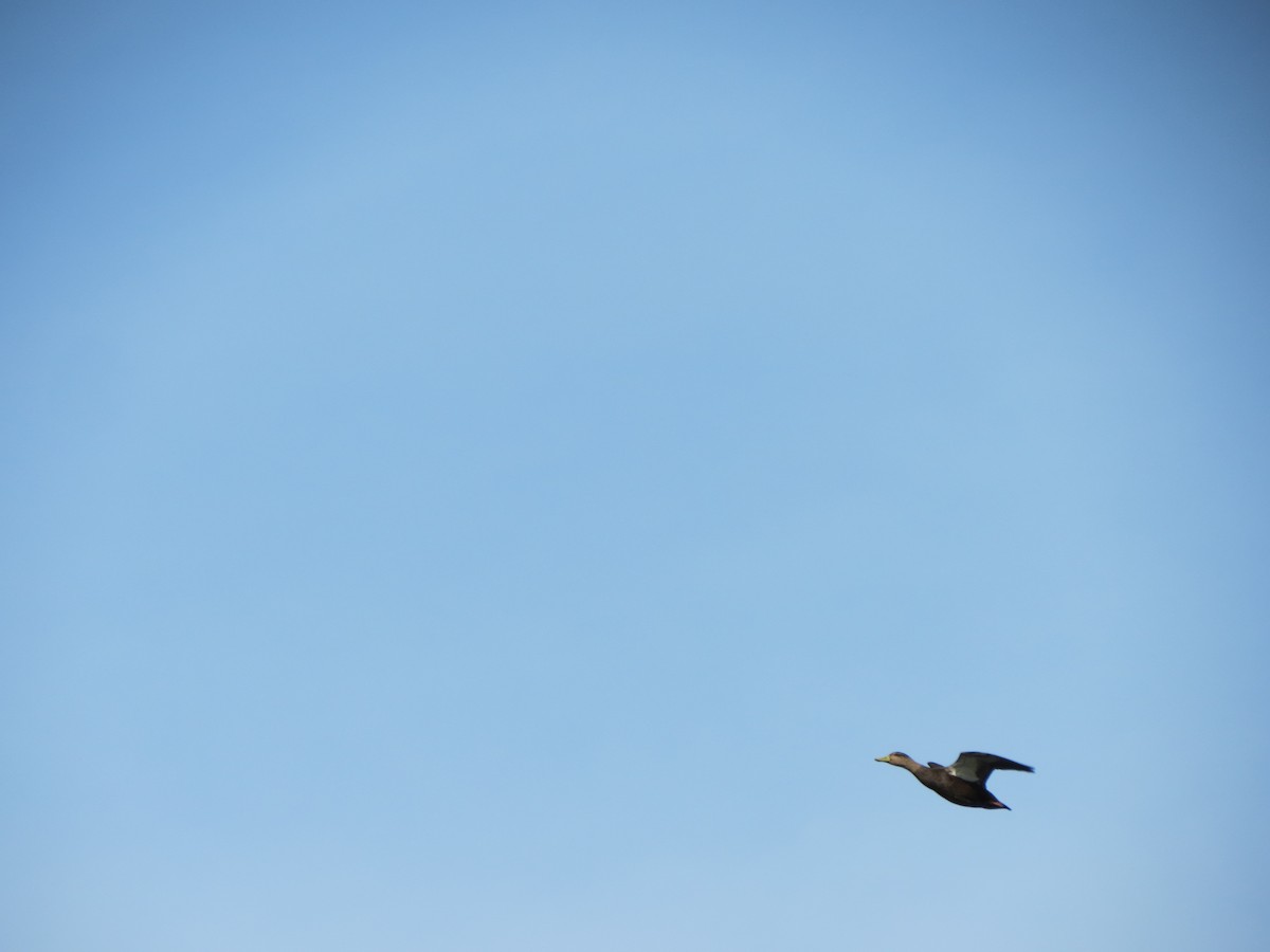 American Black Duck - ML643789233