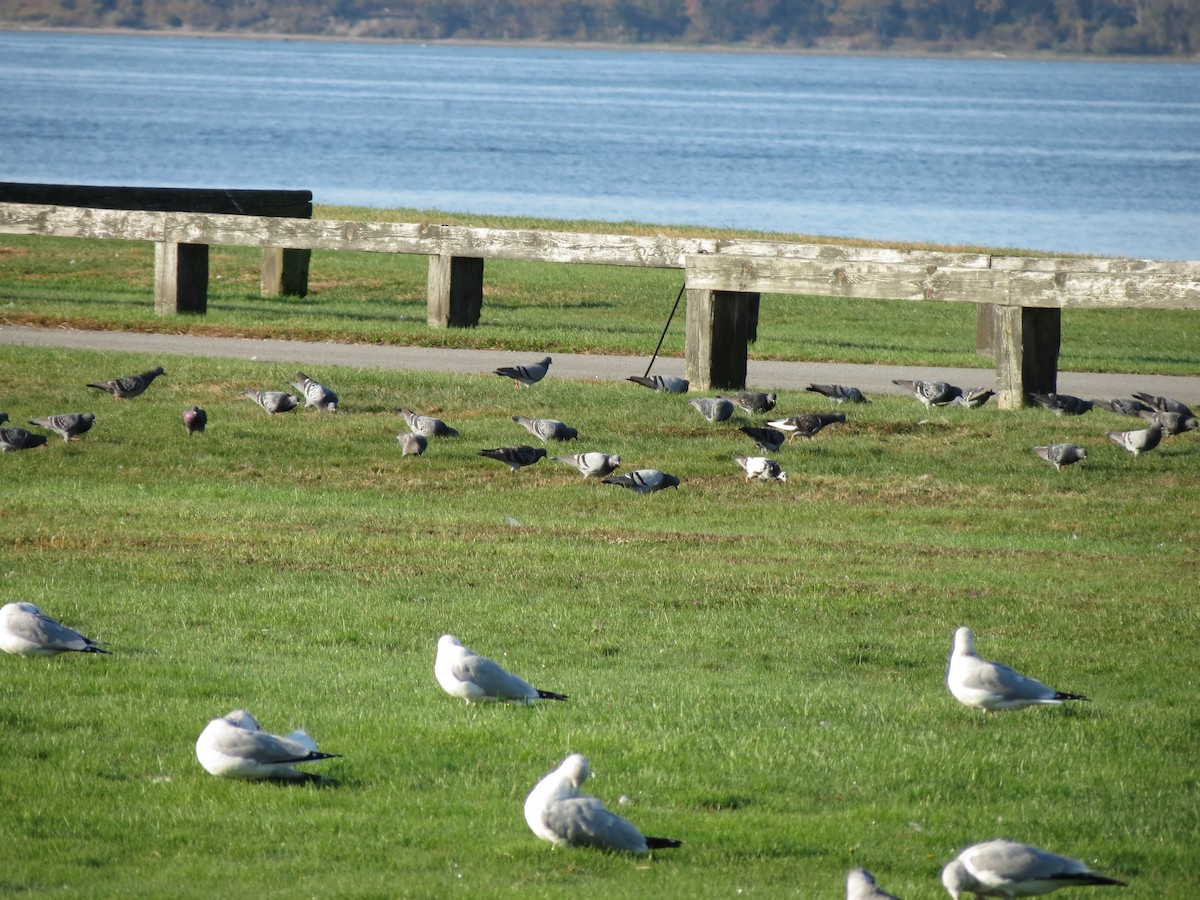 Rock Pigeon (Feral Pigeon) - ML643789243