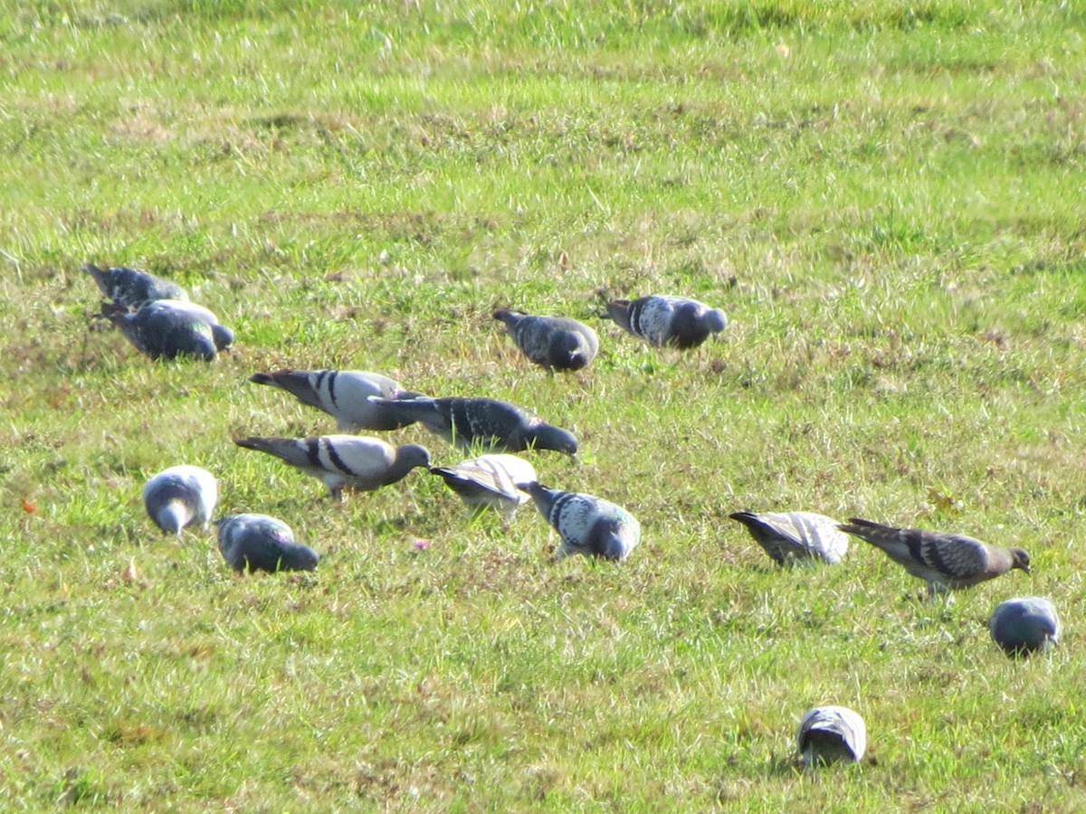 Rock Pigeon (Feral Pigeon) - ML643789248