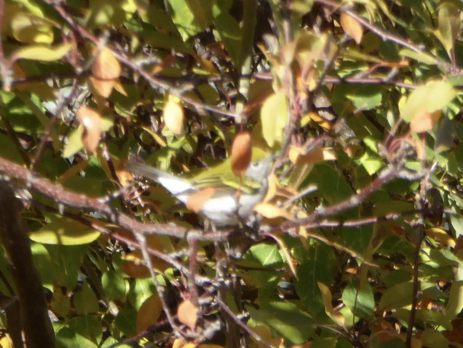 Chestnut-sided Warbler - ML643789276