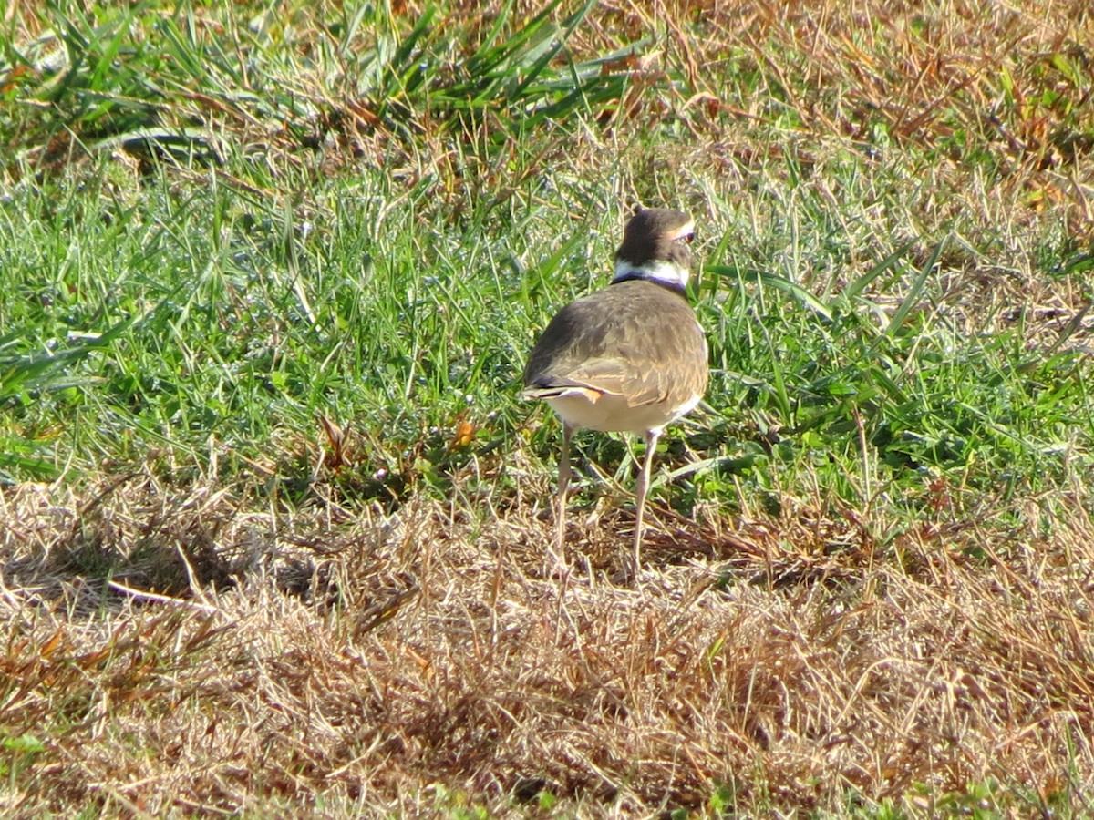 Killdeer - ML643789277