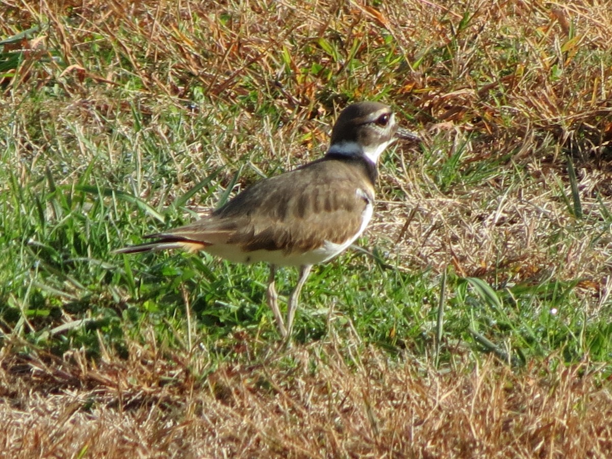 Killdeer - ML643789282