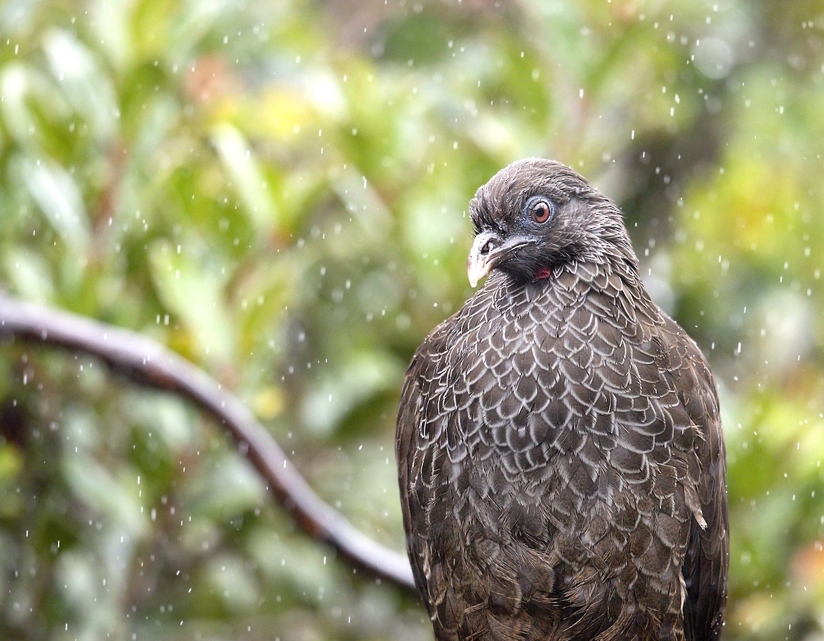 Andean Guan - ML643789283