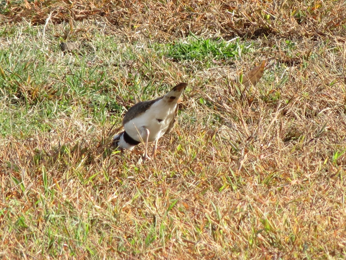 Killdeer - ML643789285