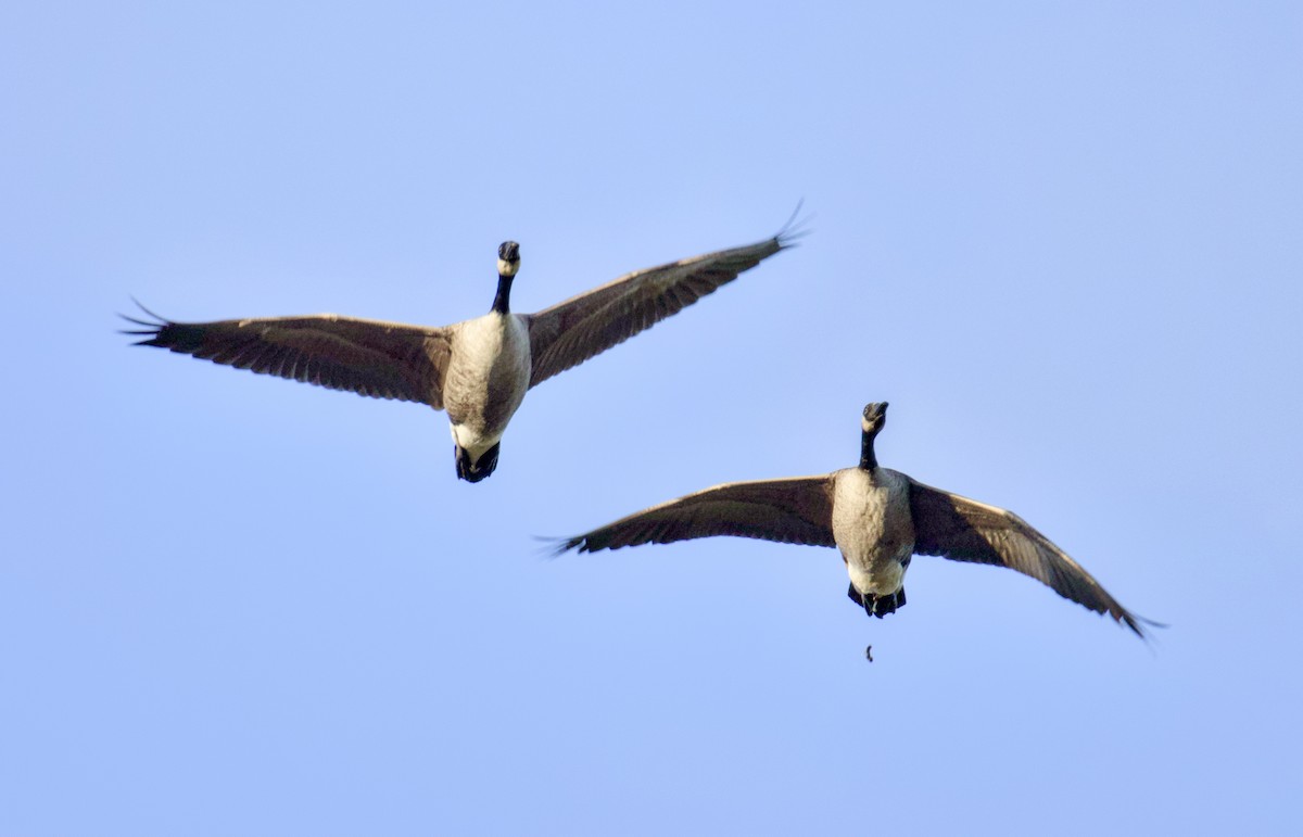 Canada Goose - ML643789288