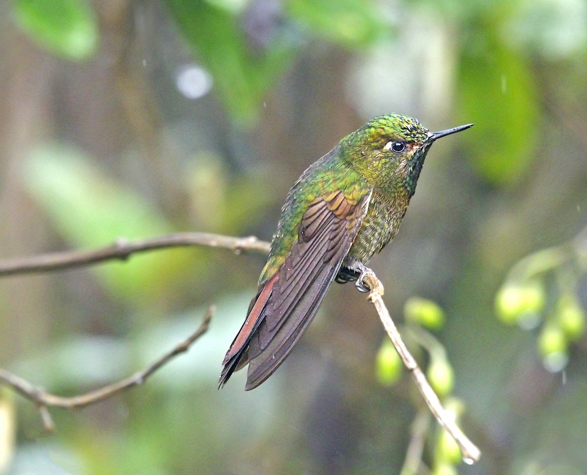 Tyrian Metaltail - ML643789290