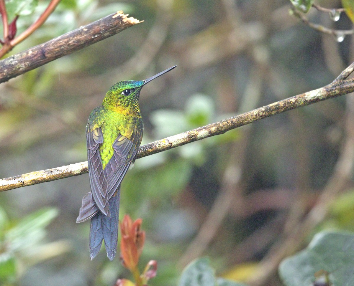 Sapphire-vented Puffleg - ML643789313