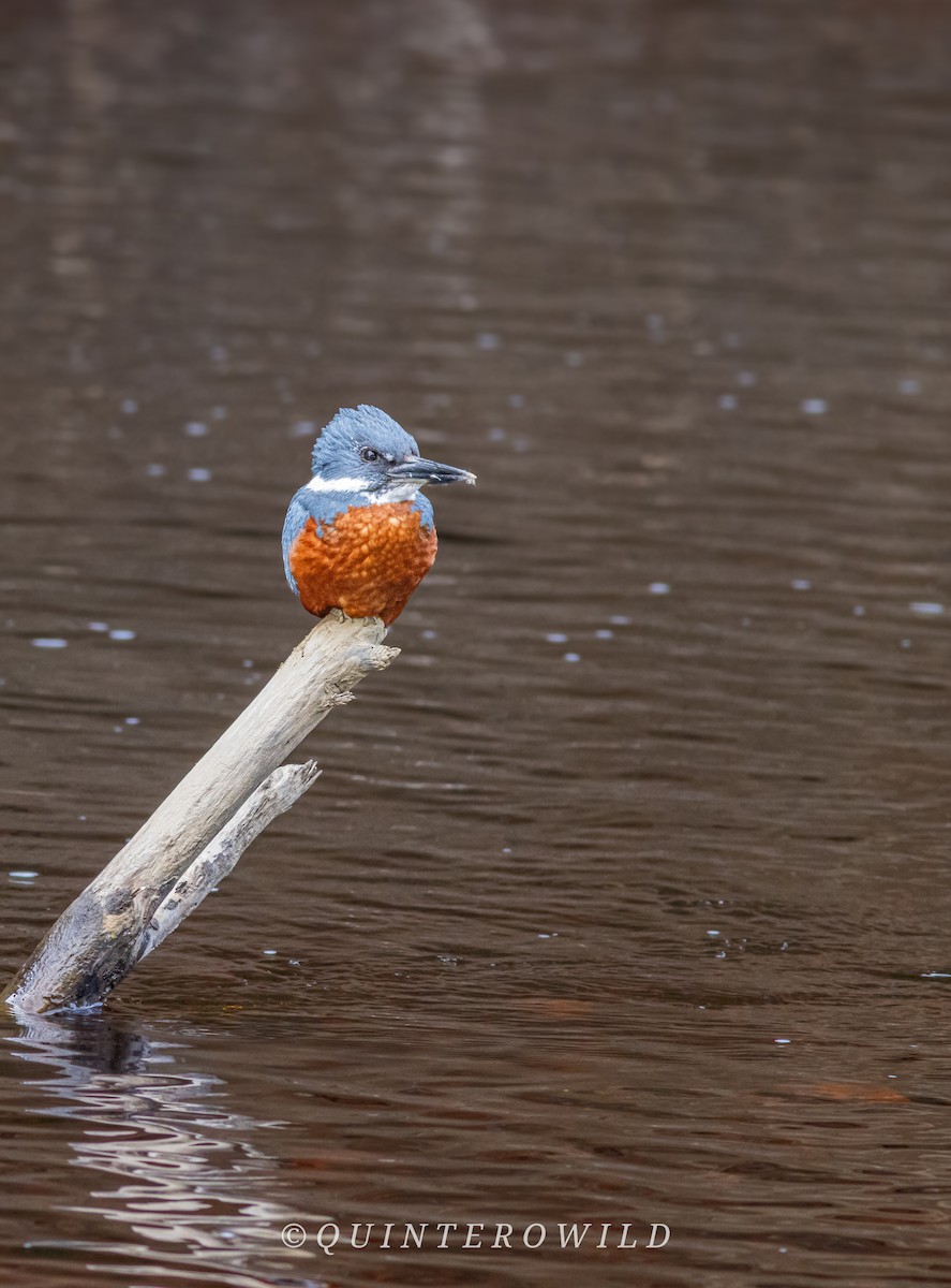 Ringed Kingfisher (Patagonian) - ML643789319