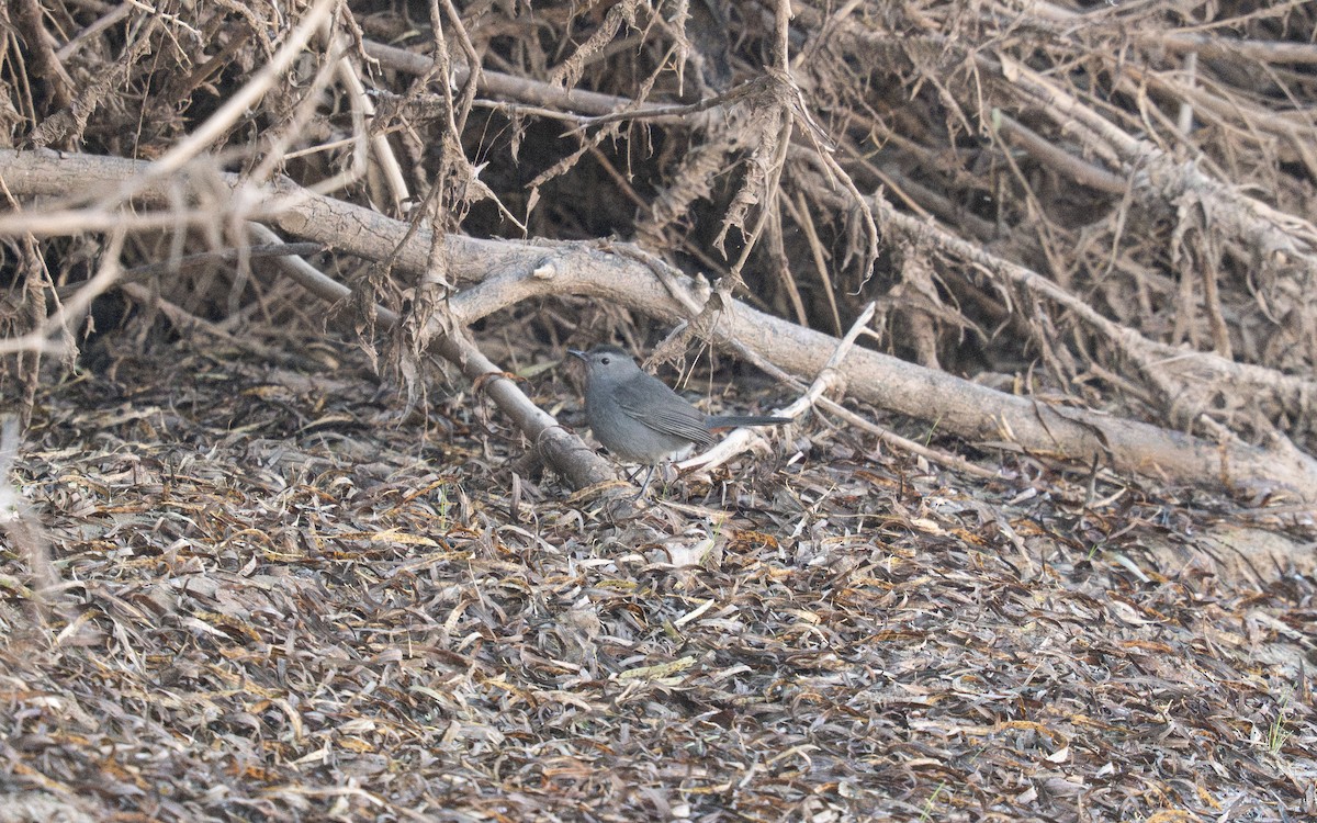 ימימן אמריקני - ML643789323