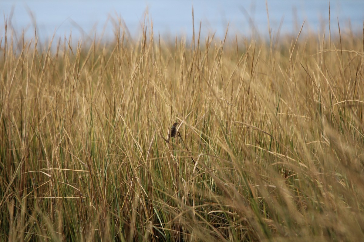 Saltmarsh Sparrow - ML643789331