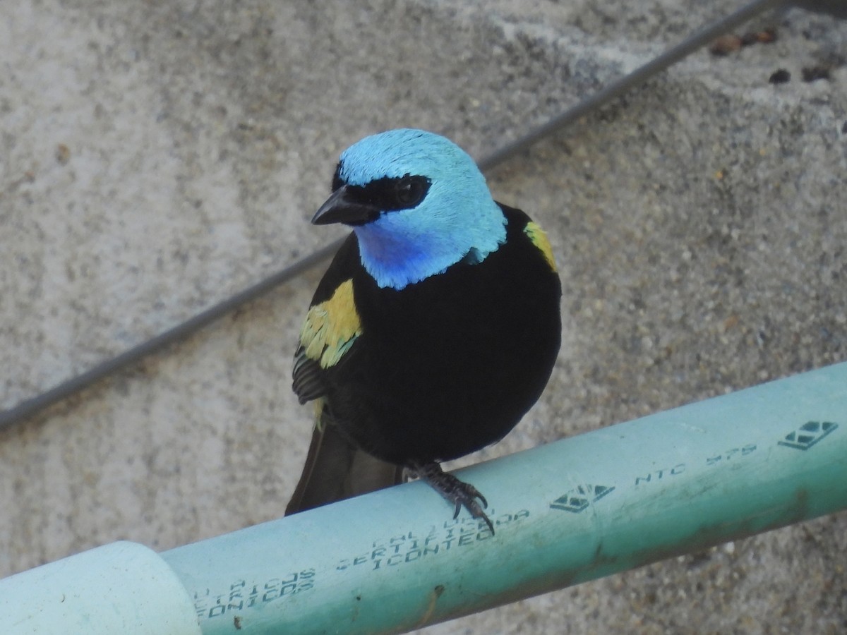 アオクビフウキンチョウ - ML643789333