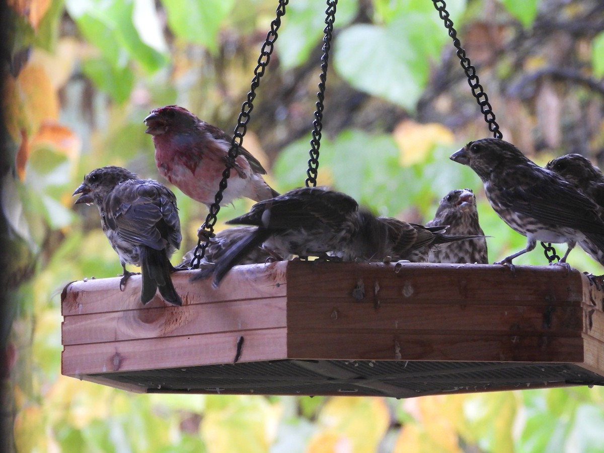 Purple Finch - ML643789342