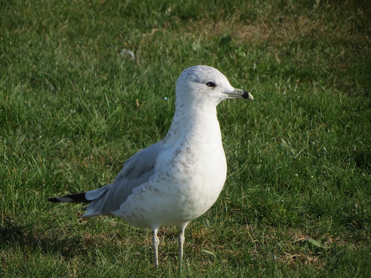 Ring-billed Gull - ML643789346