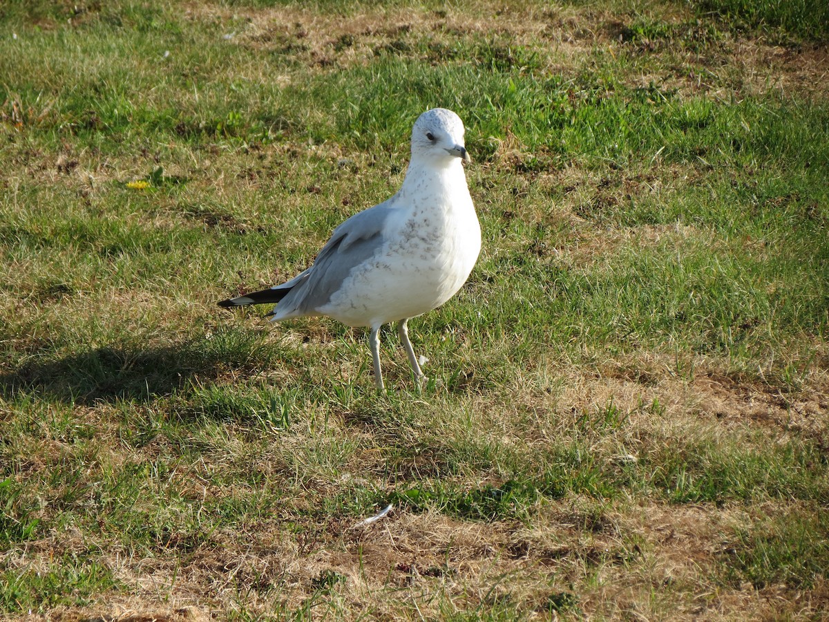 Ring-billed Gull - ML643789353
